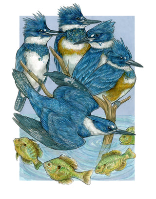 A Realm of Kingfishers - Archival Print  : 8x10"