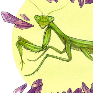 Mantis Prayer - 8x10" Archival Print